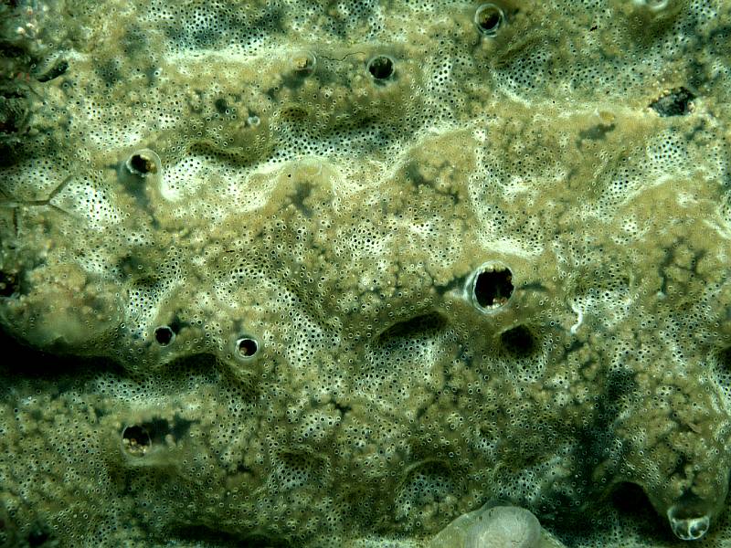 Diplosoma spongiforme